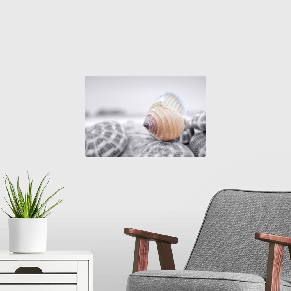 A modern room featuring A close up photograph of a shell with the surroundings in black and white.