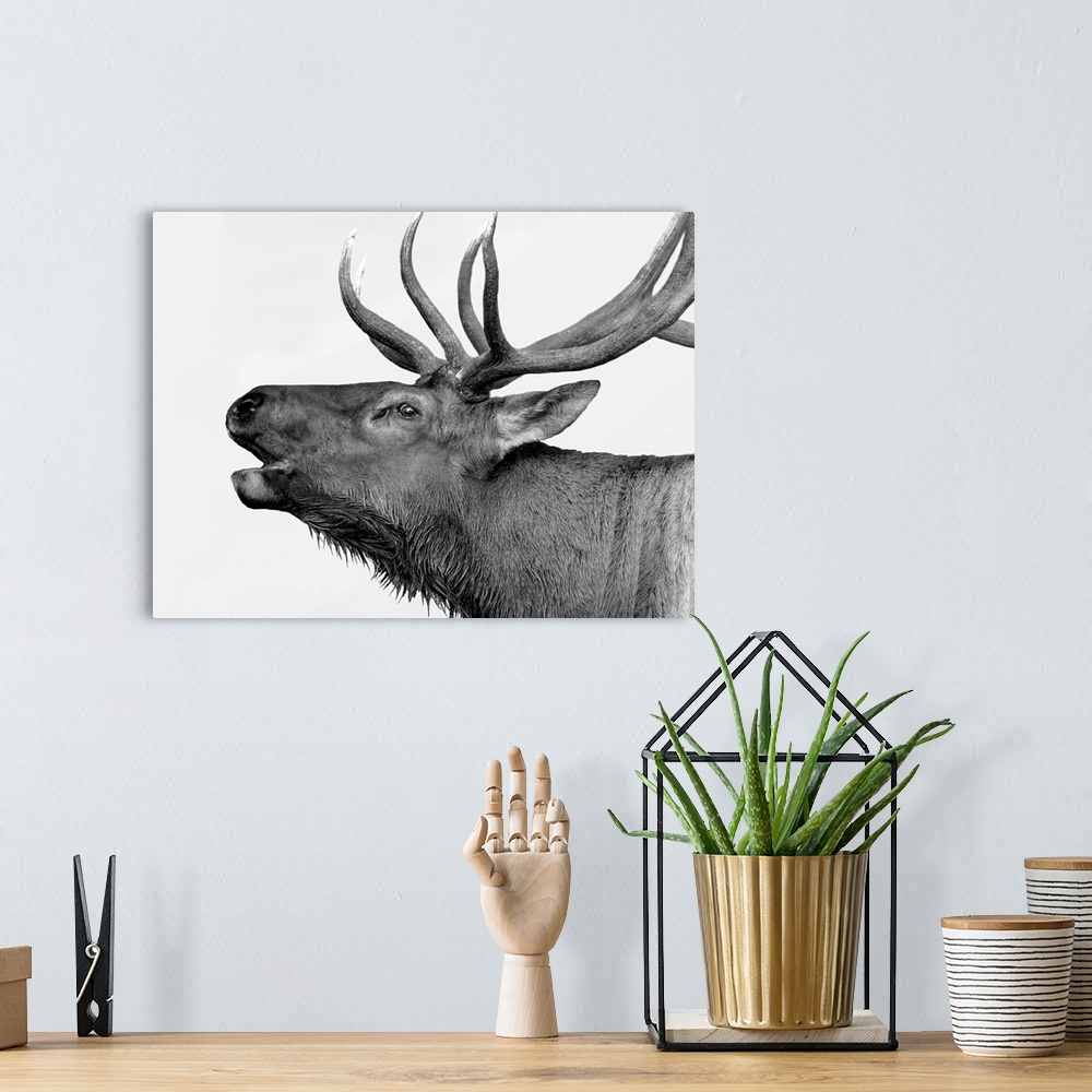 A bohemian room featuring Black and white photograph of a deer.