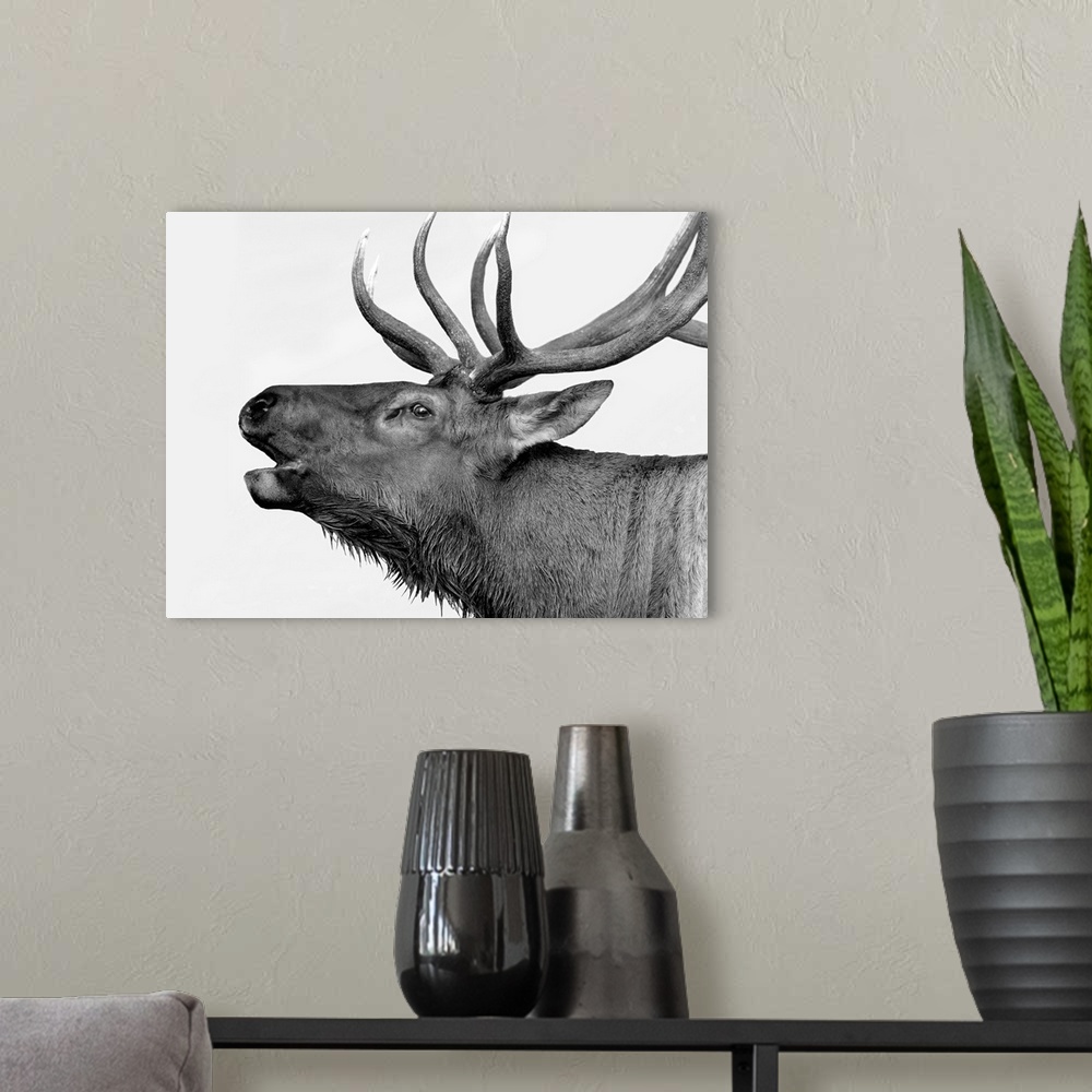 A modern room featuring Black and white photograph of a deer.