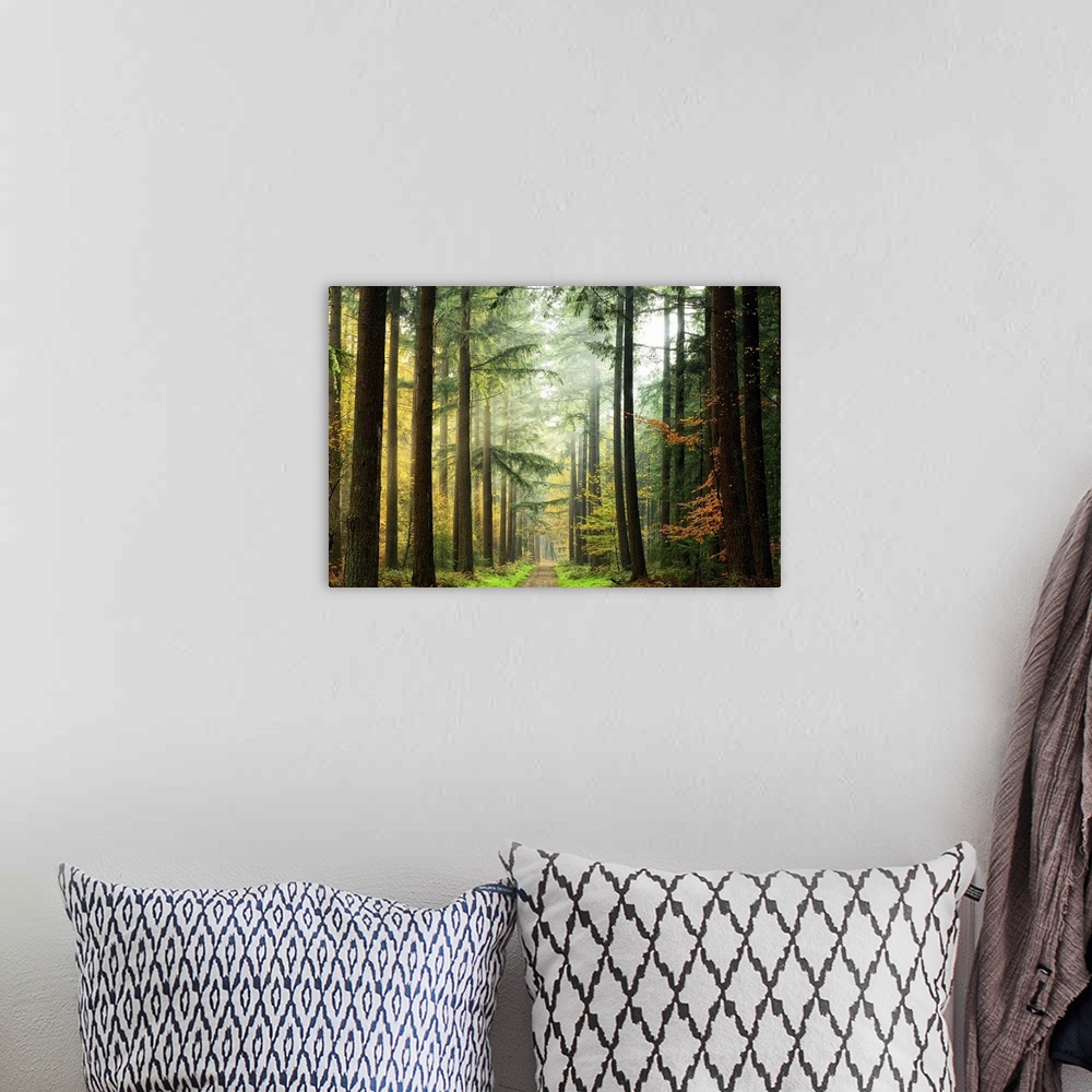 A bohemian room featuring Photograph looking down a path through a fogy and mist shrouded dense forest.
