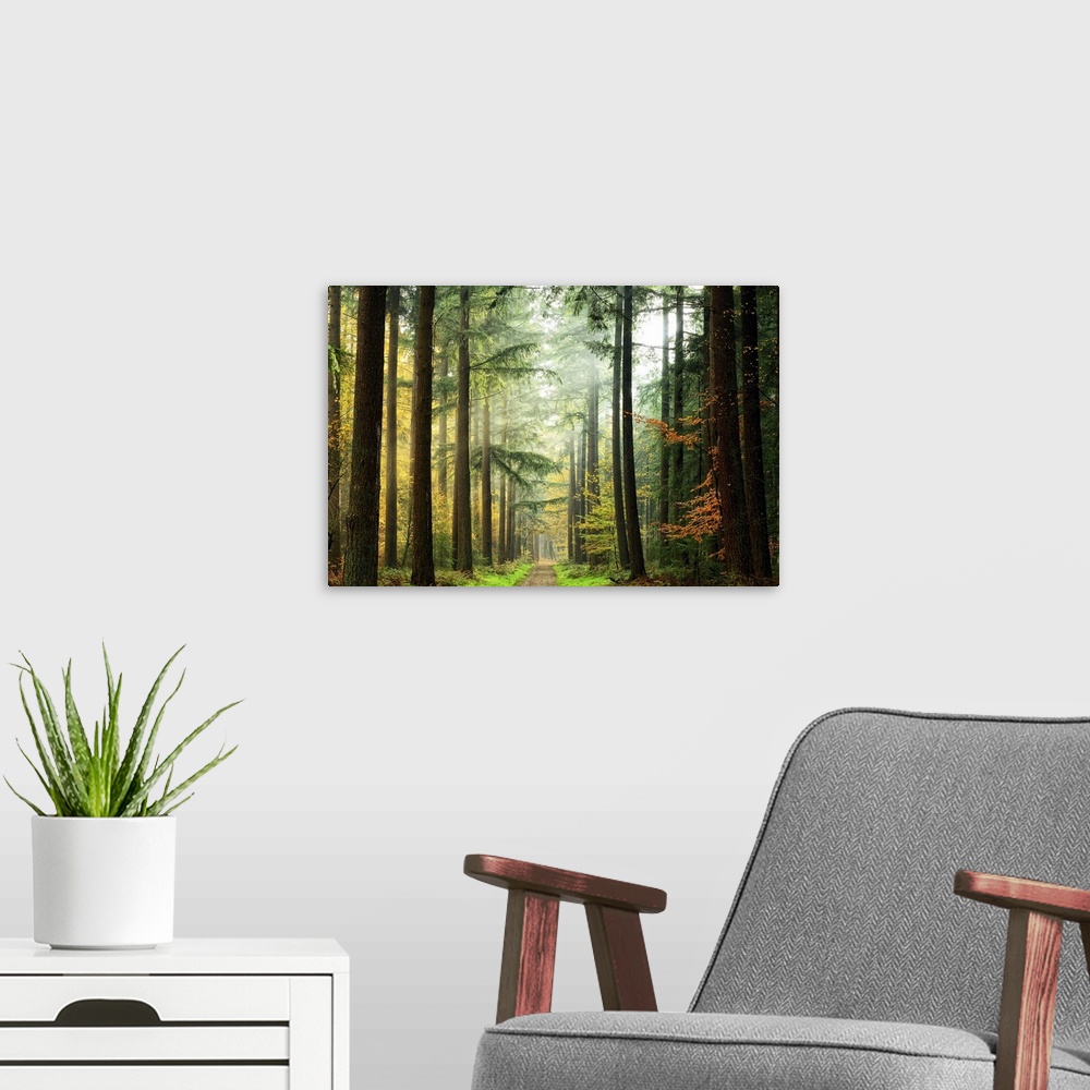 A modern room featuring Photograph looking down a path through a fogy and mist shrouded dense forest.