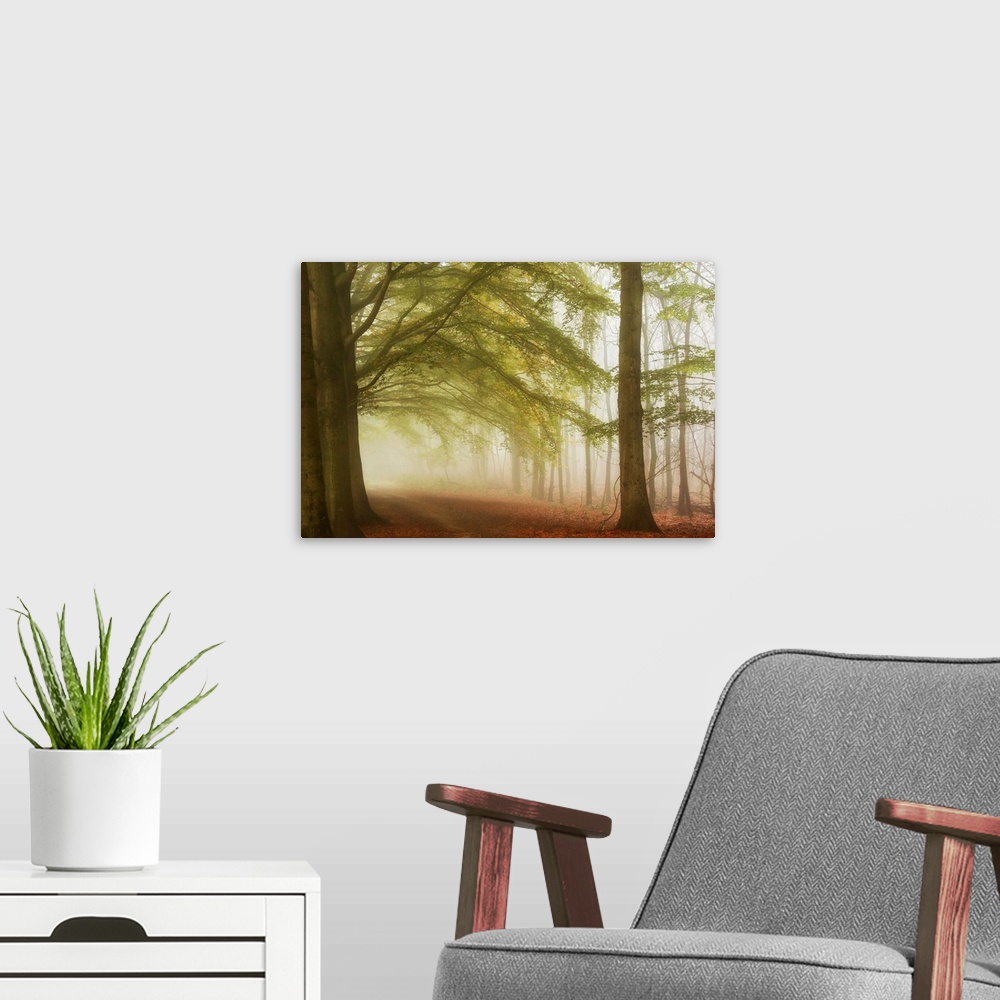 A modern room featuring A dreamy photograph of path through a forest consumed with mist.