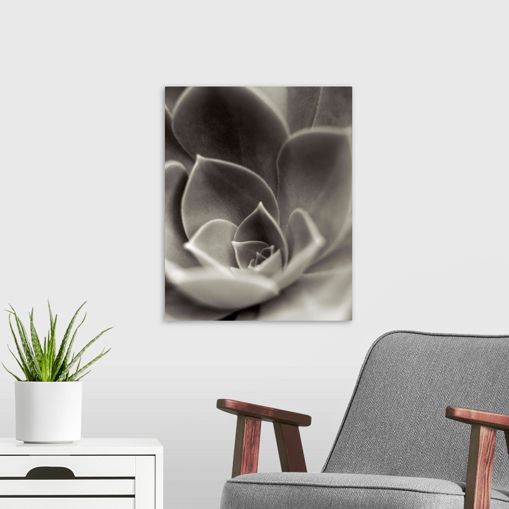 A modern room featuring A black and white photograph of a close-up of a succulent plant.