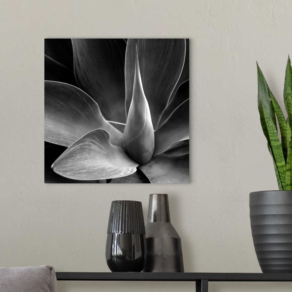 A modern room featuring The heart of a large agave with a monochrome tint applied.