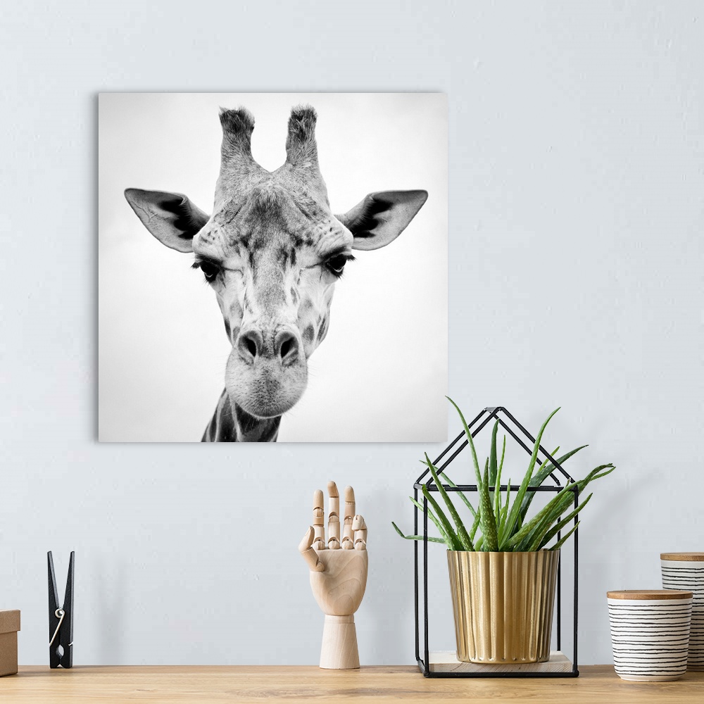 A bohemian room featuring A black and white photograph of a giraffe.