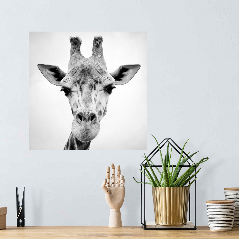 A bohemian room featuring A black and white photograph of a giraffe.