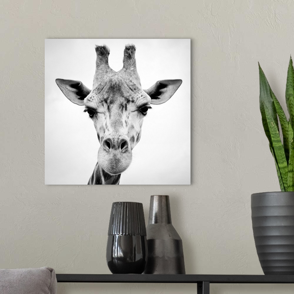 A modern room featuring A black and white photograph of a giraffe.