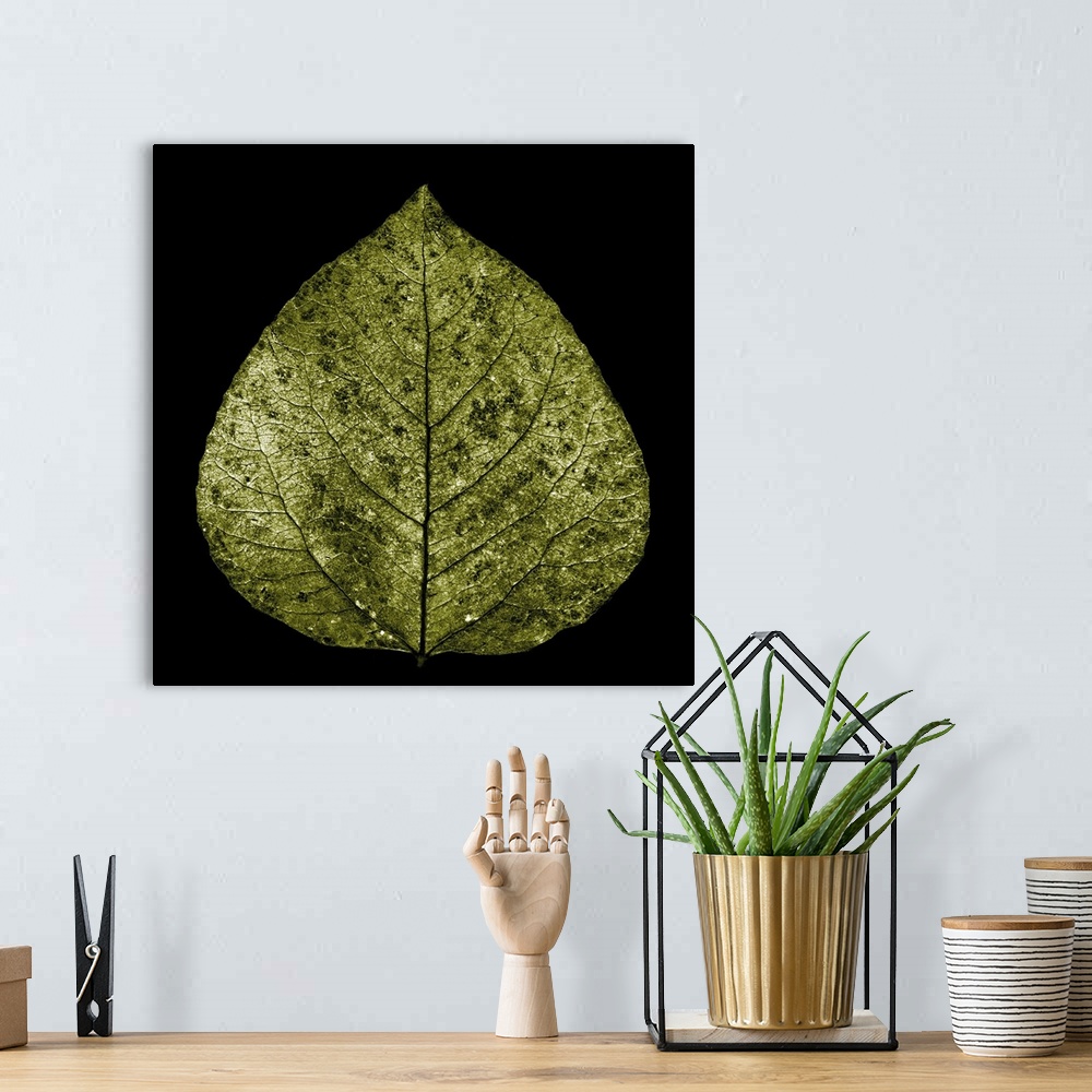 A bohemian room featuring Photograph of a single yellow gold aspen leaf on black.
