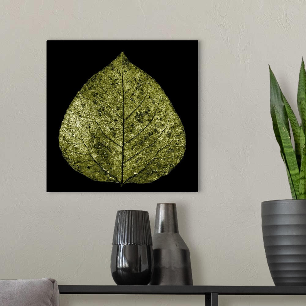 A modern room featuring Photograph of a single yellow gold aspen leaf on black.