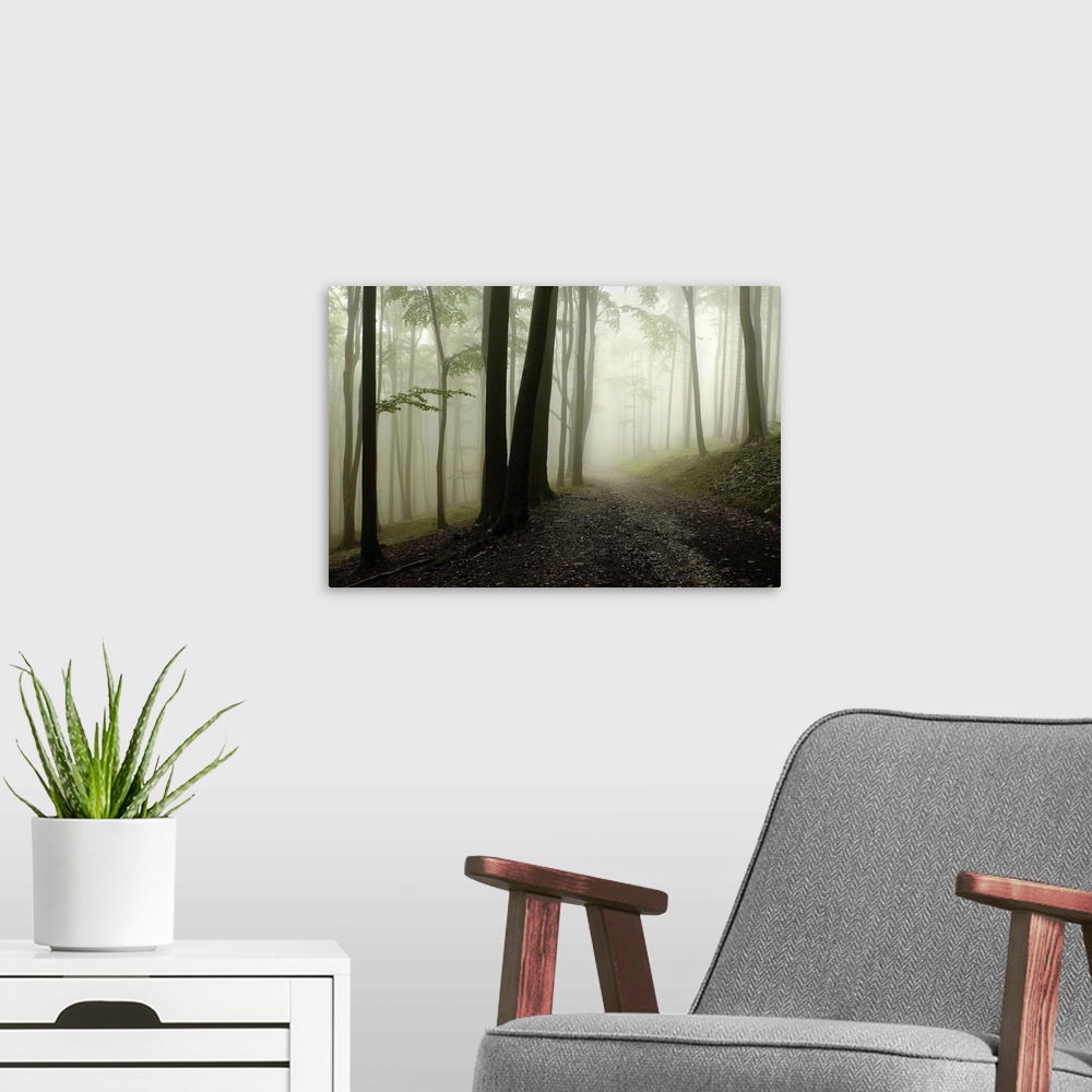A modern room featuring A horizontal photograph of a graveled path through a forest covered in mist.