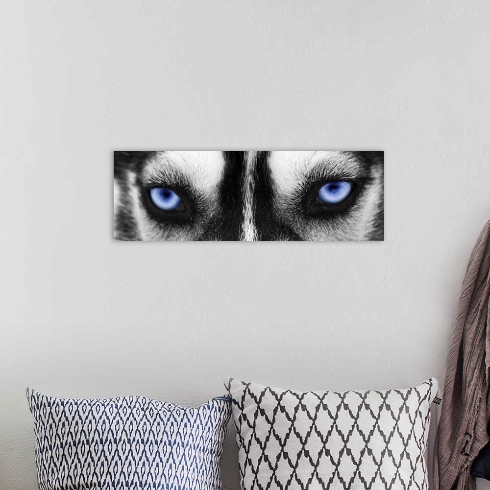 A bohemian room featuring Black and white close up image of the eyes of a husky with the eyes colored blue.