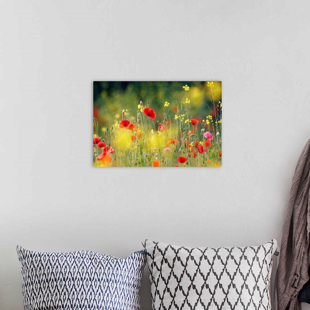 A bohemian room featuring An image of a field of wildflowers in bright colors of red, pink and yellow.