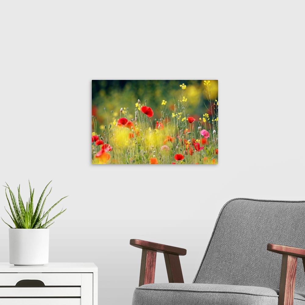 A modern room featuring An image of a field of wildflowers in bright colors of red, pink and yellow.
