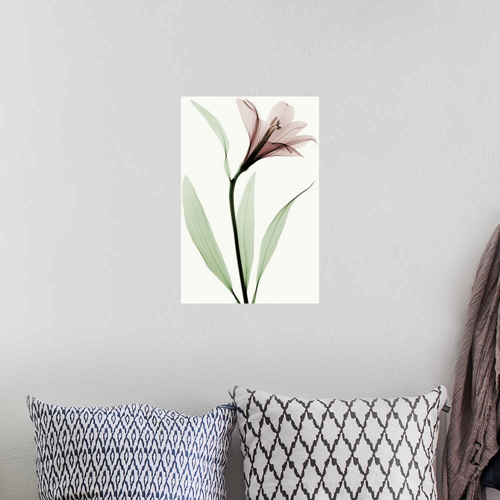 A bohemian room featuring X-Ray photograph of a lily against a white background.