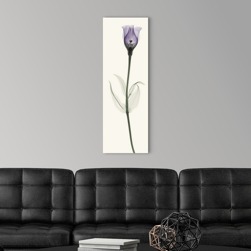 A modern room featuring X-Ray photograph of a lisianthus flower against a white background.