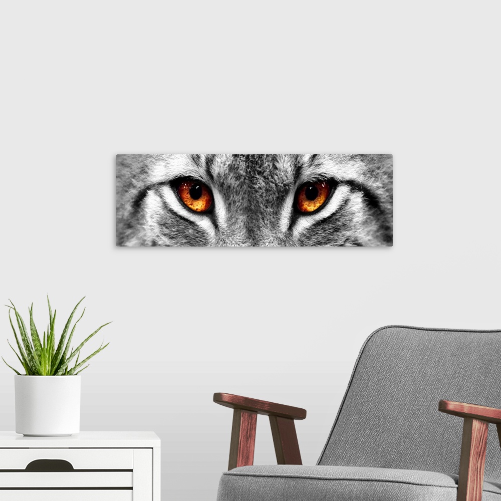 A modern room featuring Black and white close up image of the eyes of a lynx with the eyes colored brown.