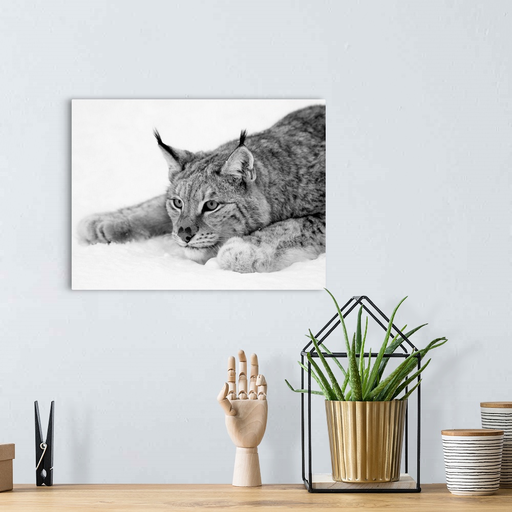 A bohemian room featuring Black and white photograph of a lynx in the snow.