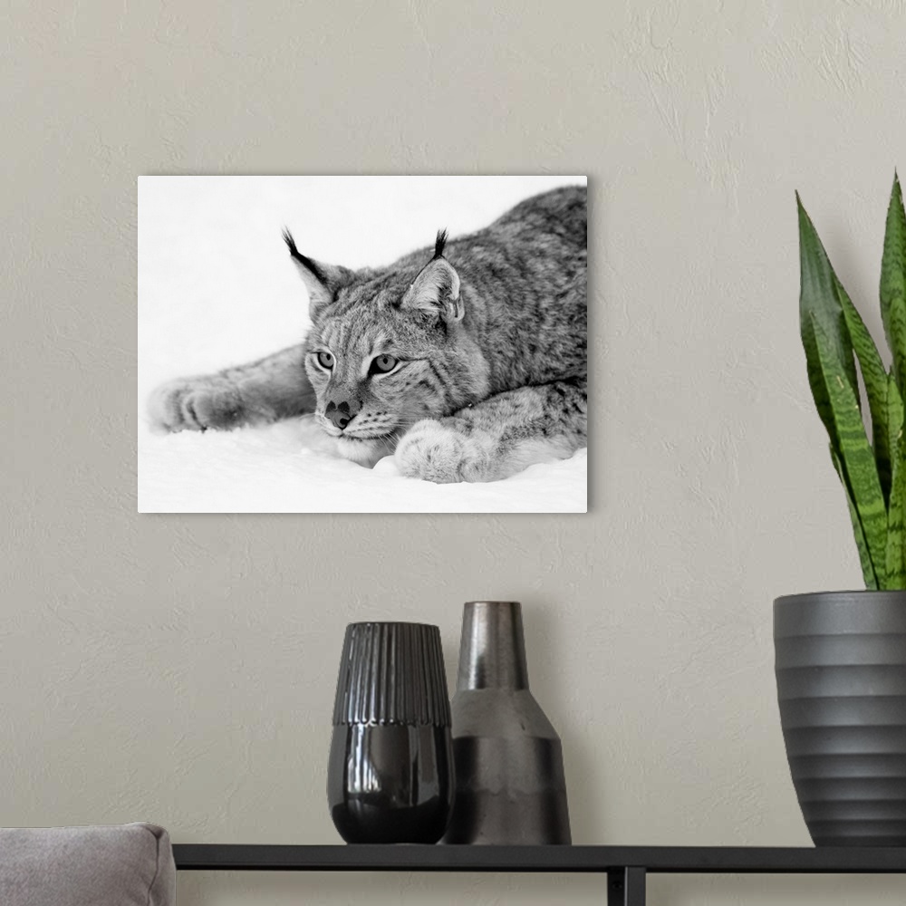A modern room featuring Black and white photograph of a lynx in the snow.