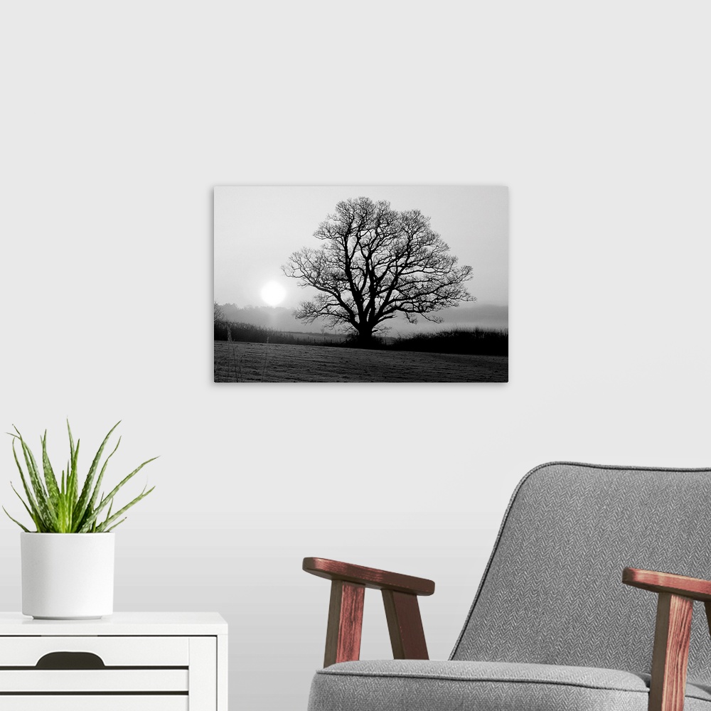 A modern room featuring A black and white image of a single large tree in a meadow.