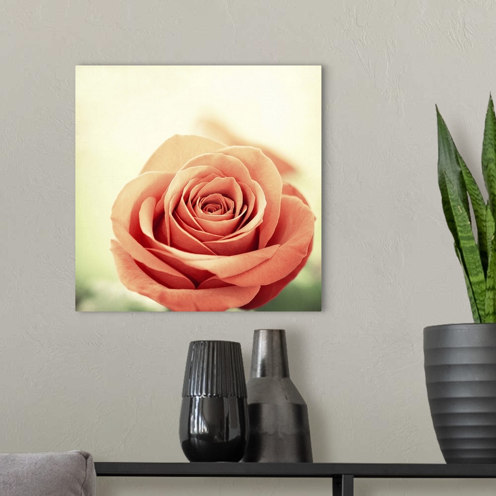 A modern room featuring My Perfect Rose