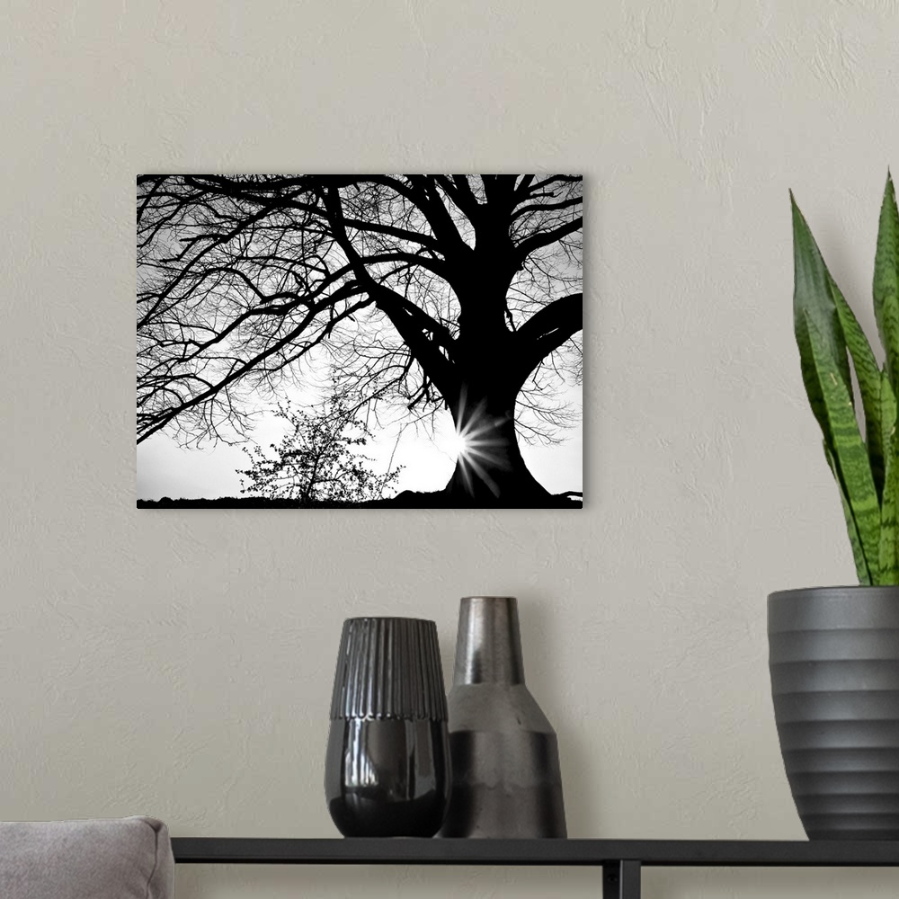 A modern room featuring Black and white photograph of a large oak tree with the sun setting behind it.