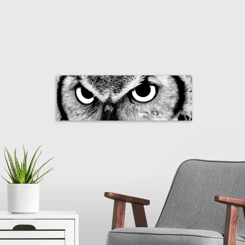 A modern room featuring Black and white close up image of the eyes of an owl.