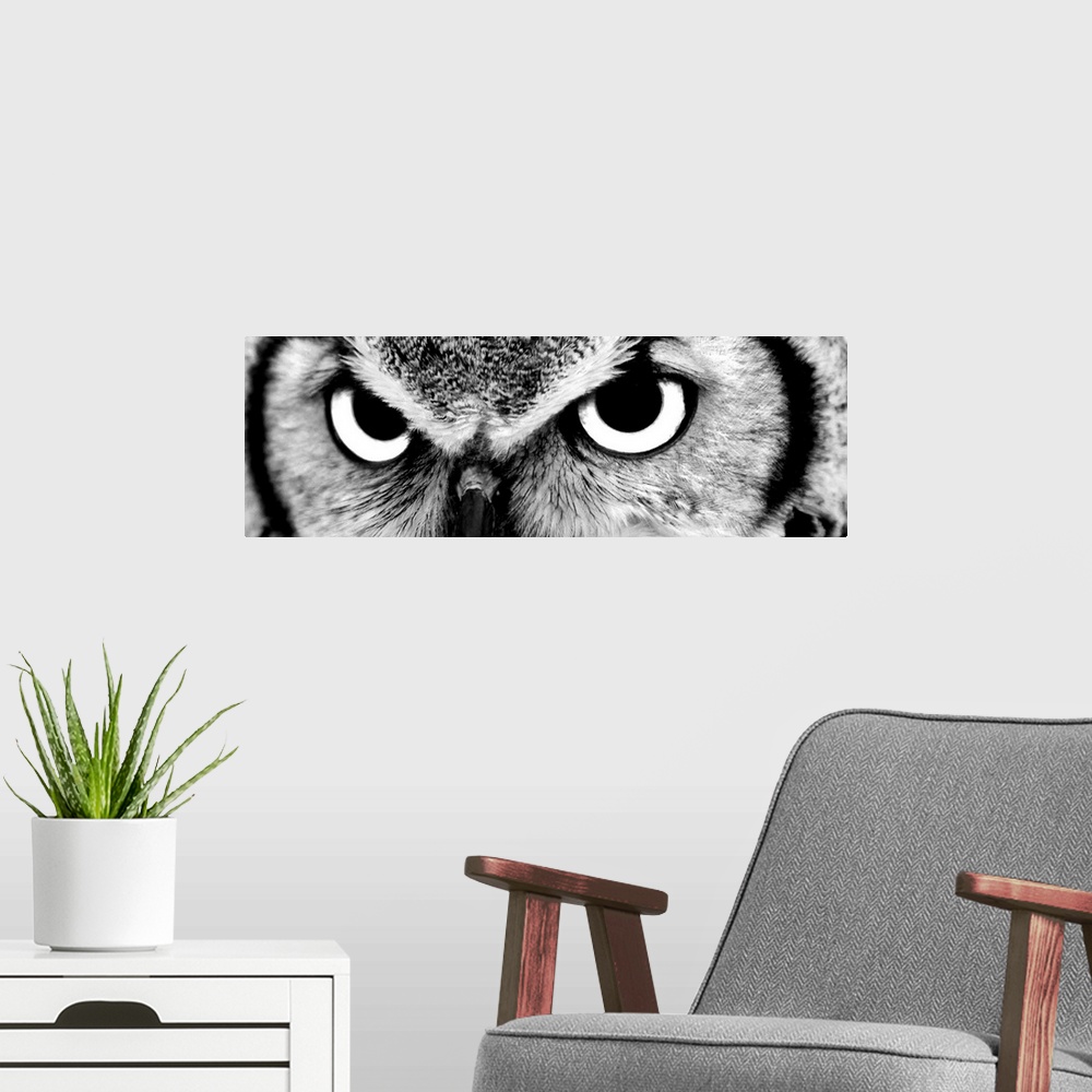 A modern room featuring Black and white close up image of the eyes of an owl.