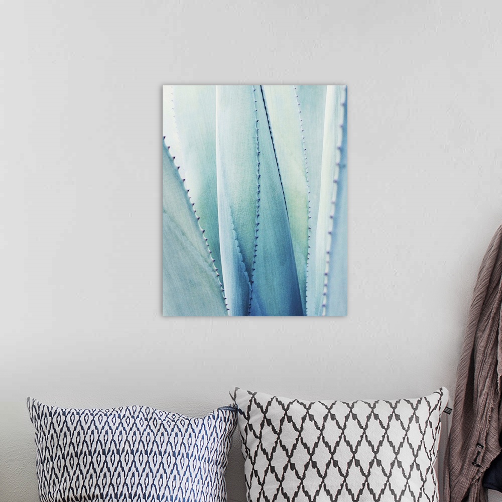 A bohemian room featuring Close up photography of a pale blue agave plant.