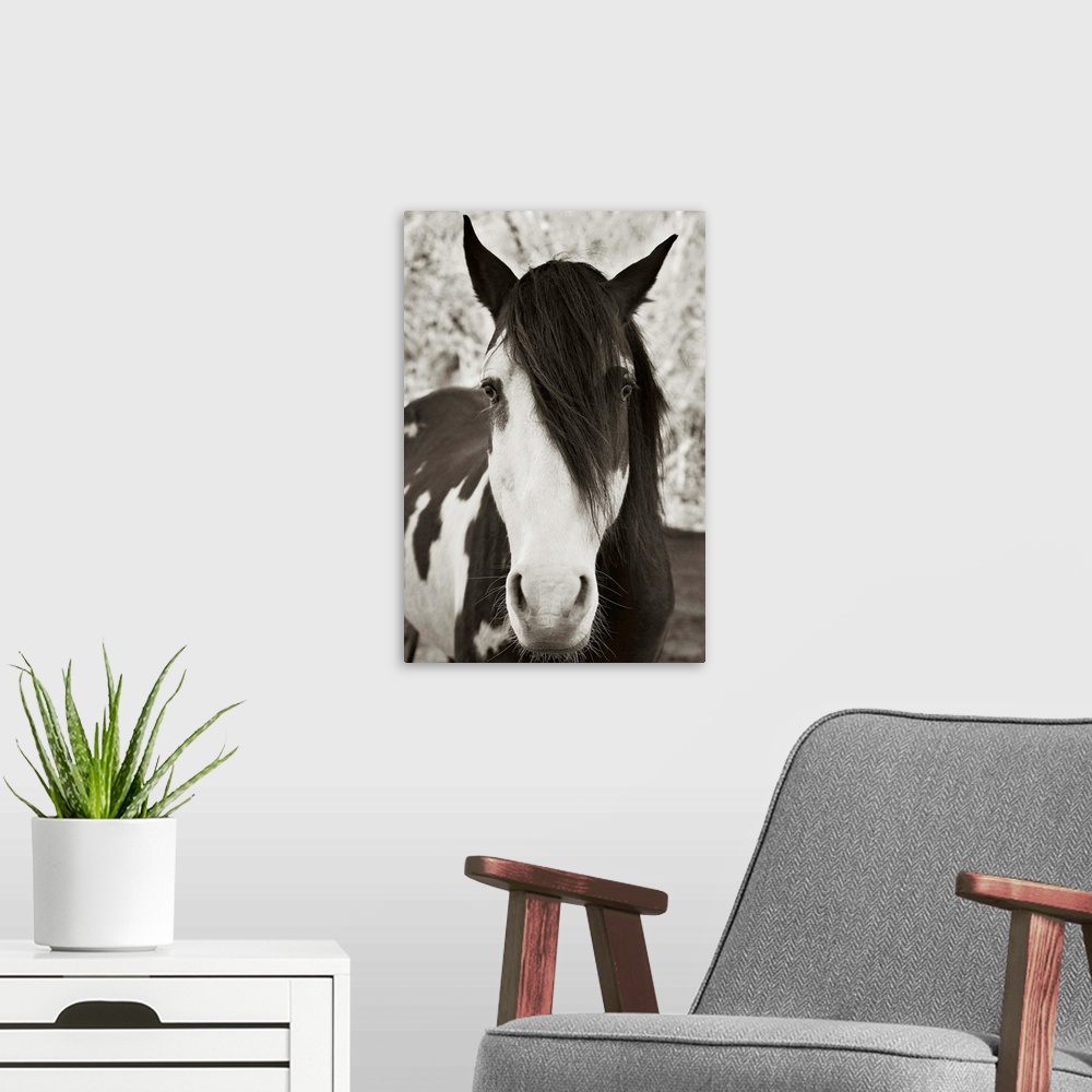 A modern room featuring Pale Eyed Stallion