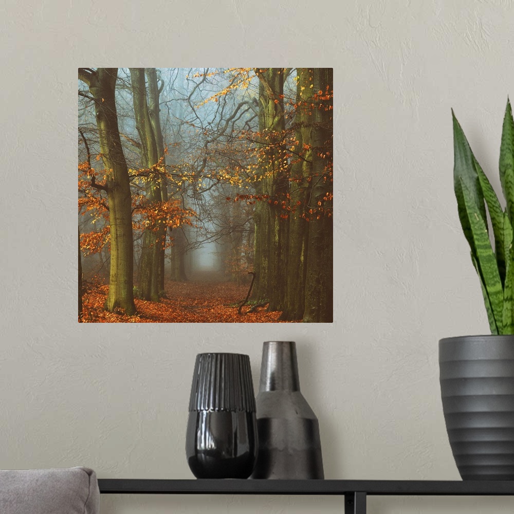 A modern room featuring A photograph of a forest in autumn foliage looking down a foggy path.