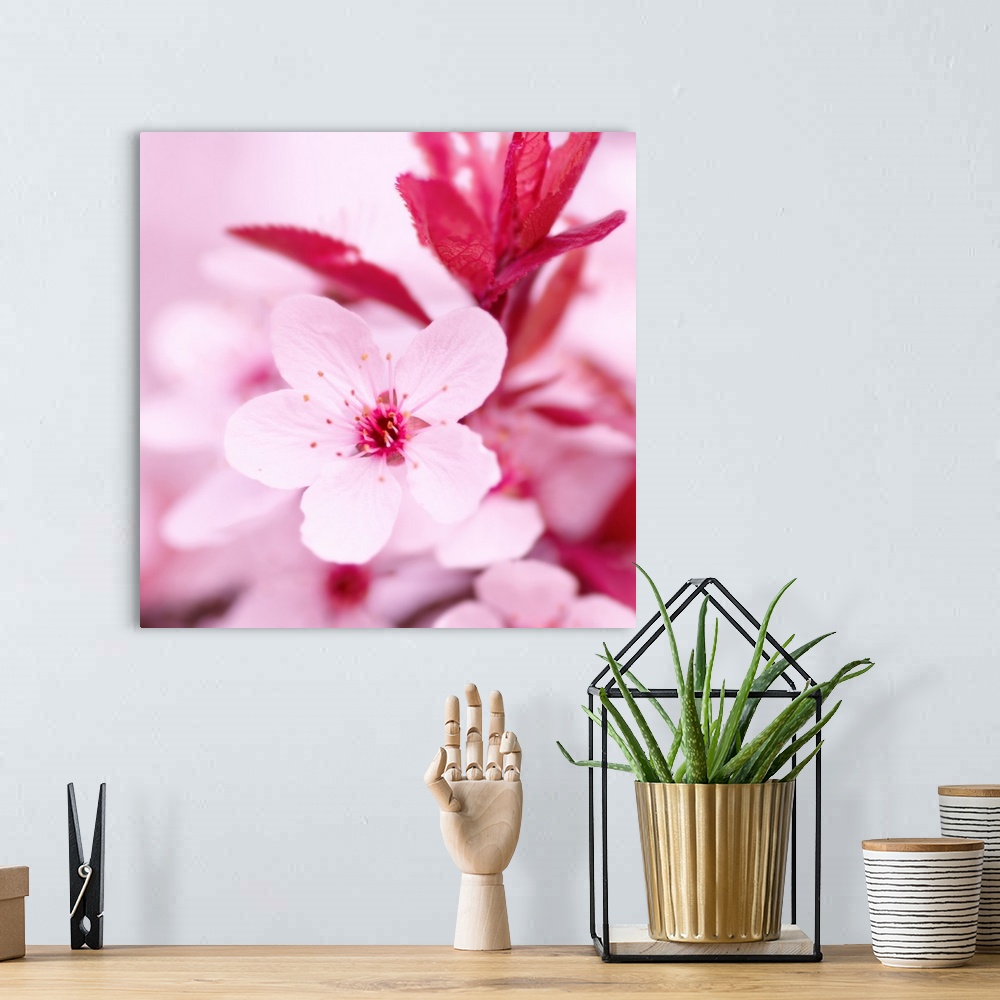 A bohemian room featuring Square photograph of a pale pink blossom.