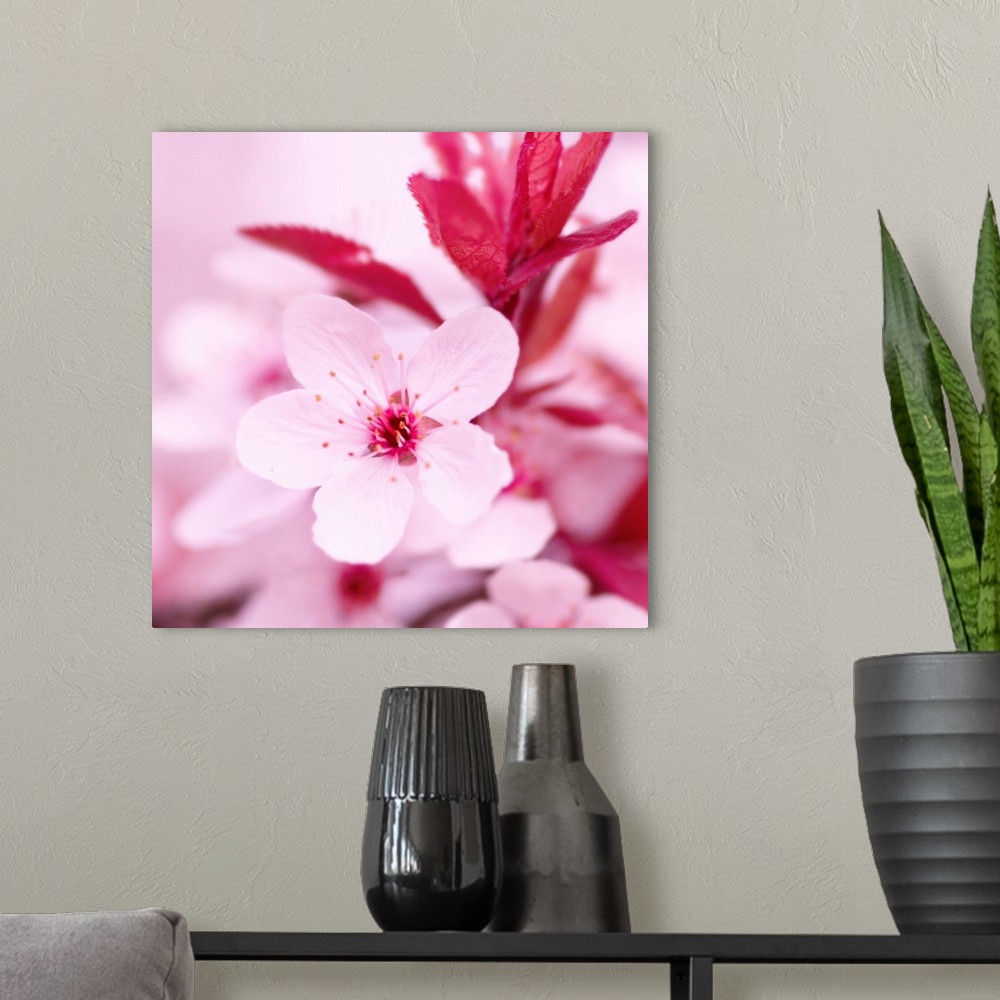 A modern room featuring Square photograph of a pale pink blossom.
