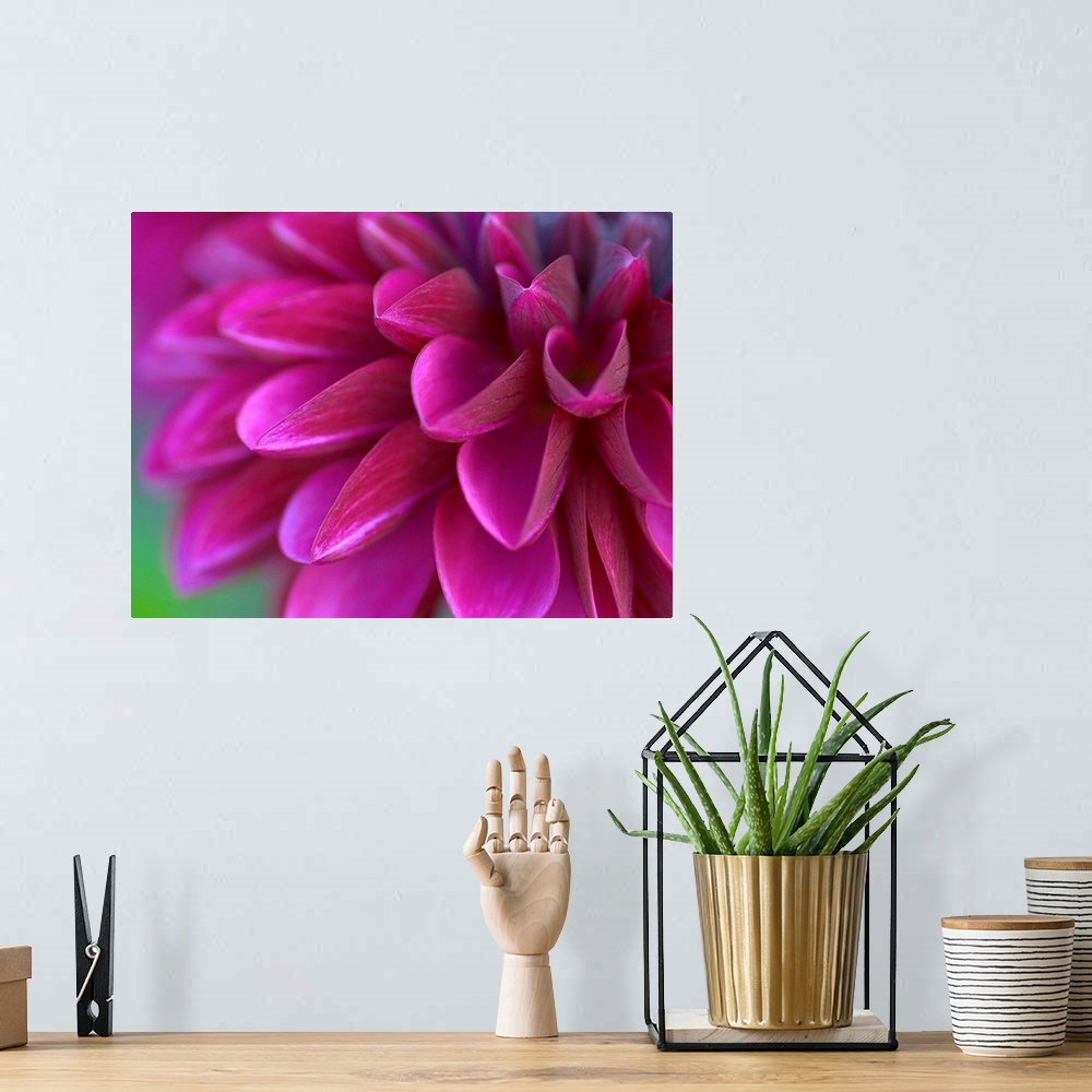 A bohemian room featuring Close up photograph of a vibrant pink chrysanthemum.