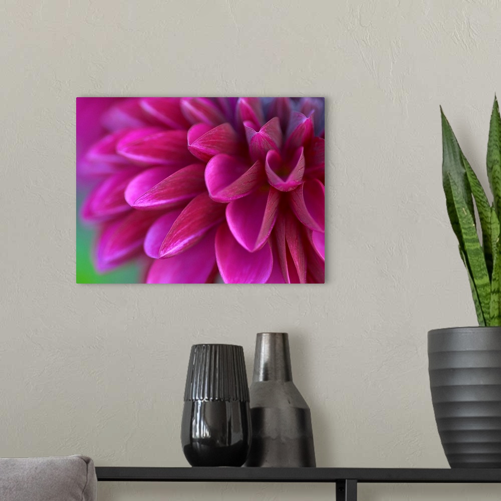 A modern room featuring Close up photograph of a vibrant pink chrysanthemum.