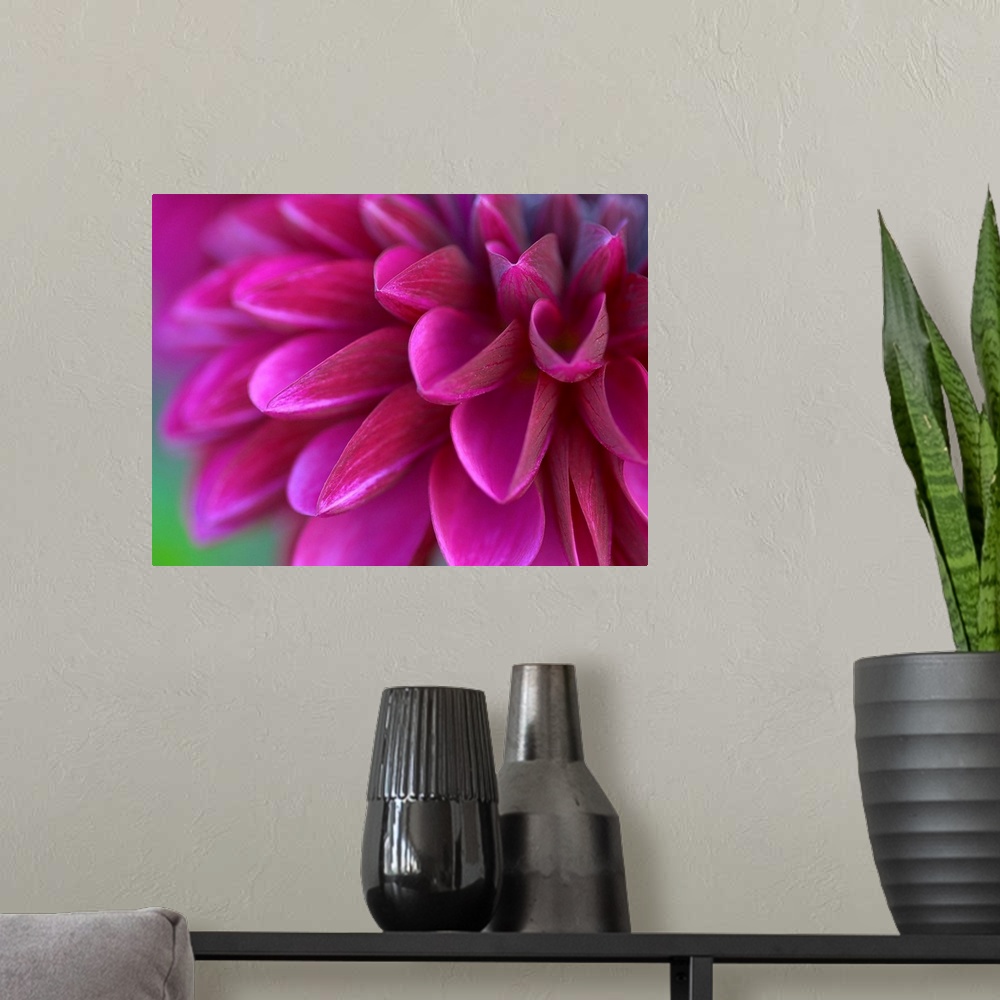 A modern room featuring Close up photograph of a vibrant pink chrysanthemum.