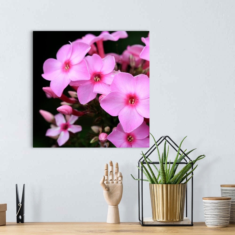 A bohemian room featuring Close up photographic of bright pink phlox flowers.