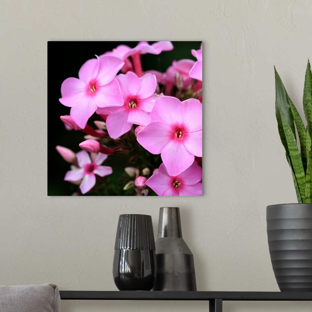 A modern room featuring Close up photographic of bright pink phlox flowers.