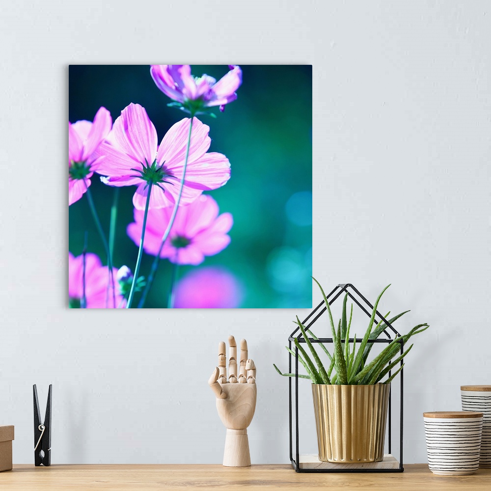 A bohemian room featuring Square image of a group of pink flowers.