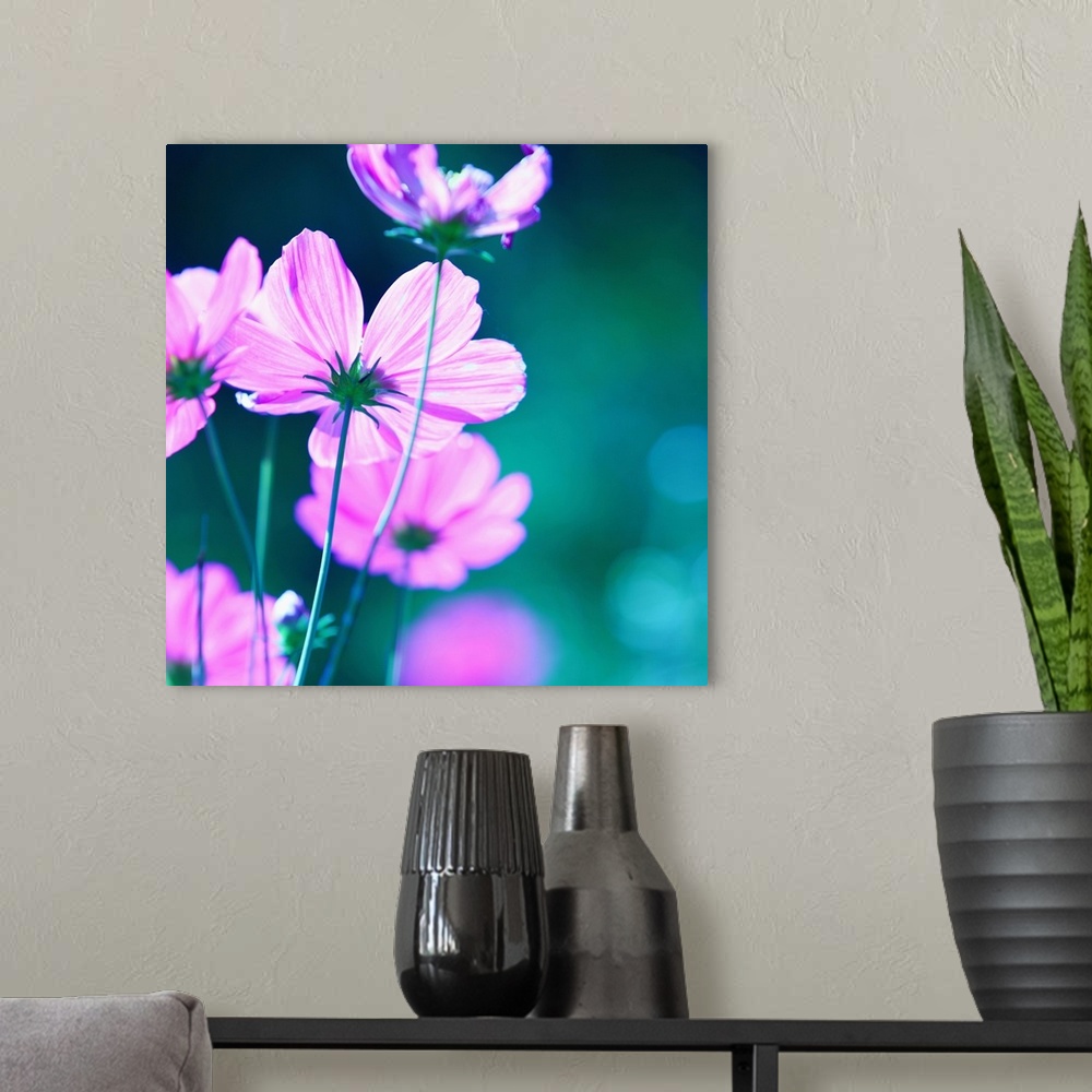A modern room featuring Square image of a group of pink flowers.