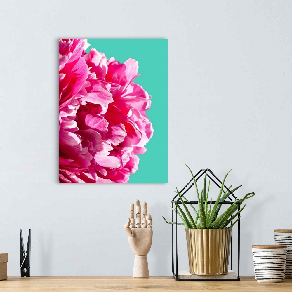 A bohemian room featuring A close up photograph of a bright pink peony against a blue background.
