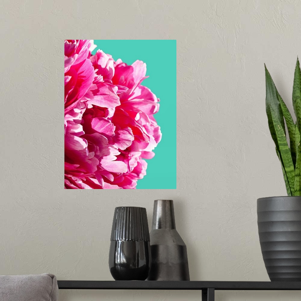A modern room featuring A close up photograph of a bright pink peony against a blue background.