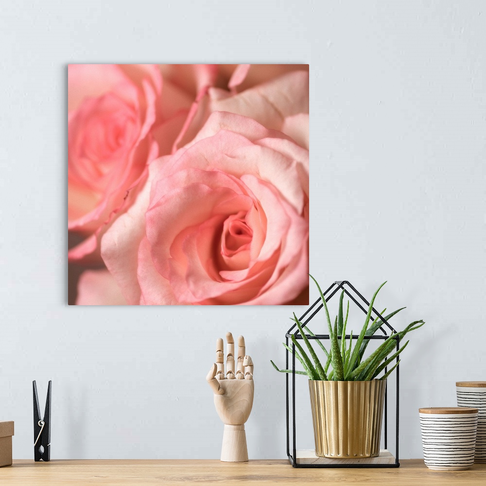 A bohemian room featuring Bouquet of soft pink roses. Focus is on front flower.