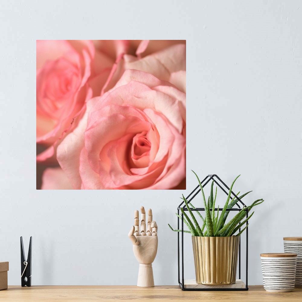 A bohemian room featuring Bouquet of soft pink roses. Focus is on front flower.
