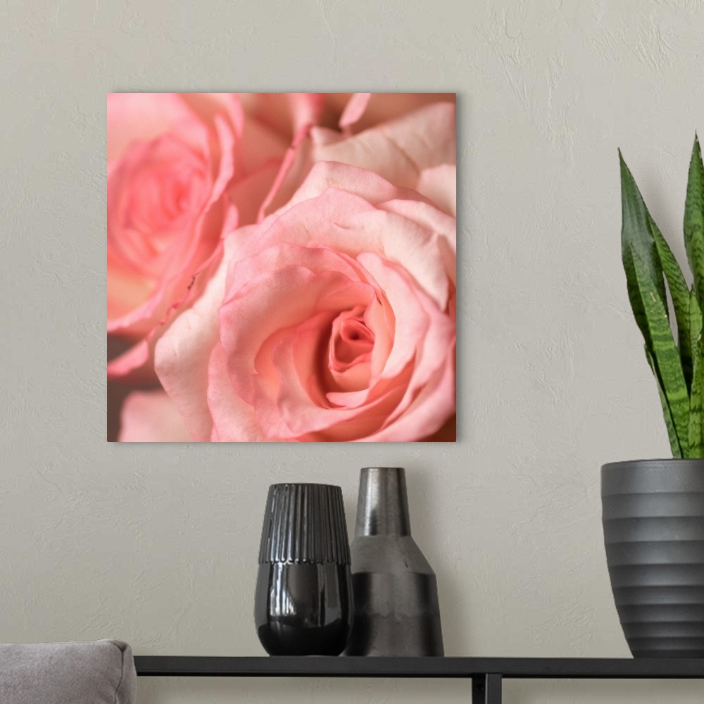 A modern room featuring Bouquet of soft pink roses. Focus is on front flower.