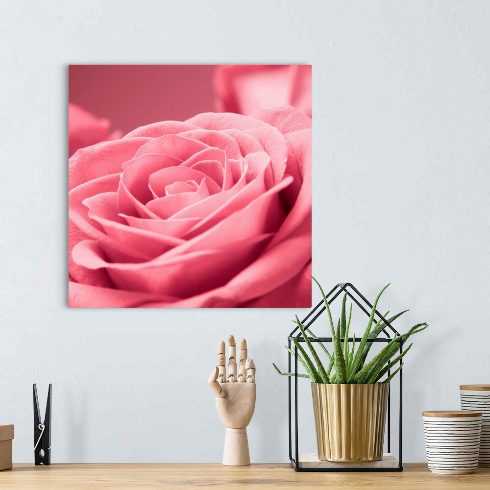 A bohemian room featuring Square close up photograph of a pink rose.