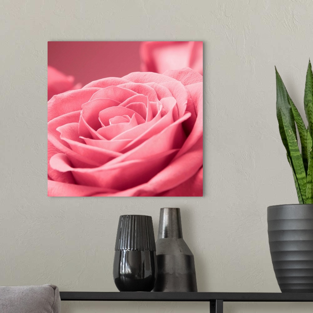 A modern room featuring Square close up photograph of a pink rose.