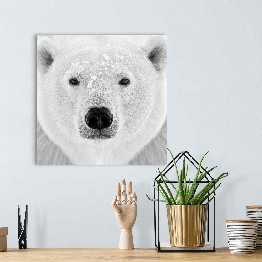 A bohemian room featuring Black and white photograph of the face of a polar bear.