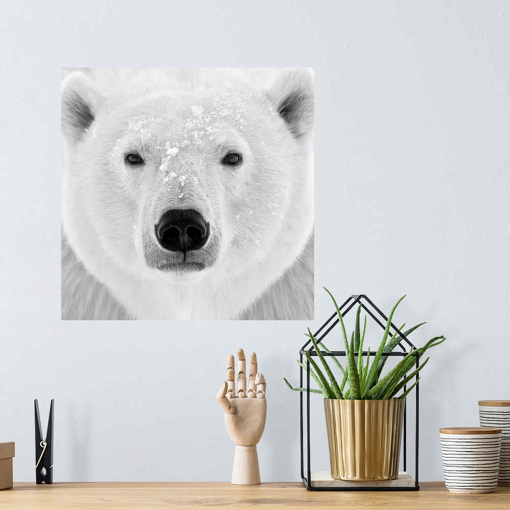 A bohemian room featuring Black and white photograph of the face of a polar bear.