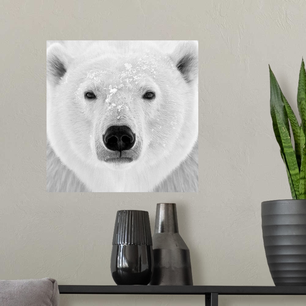 A modern room featuring Black and white photograph of the face of a polar bear.