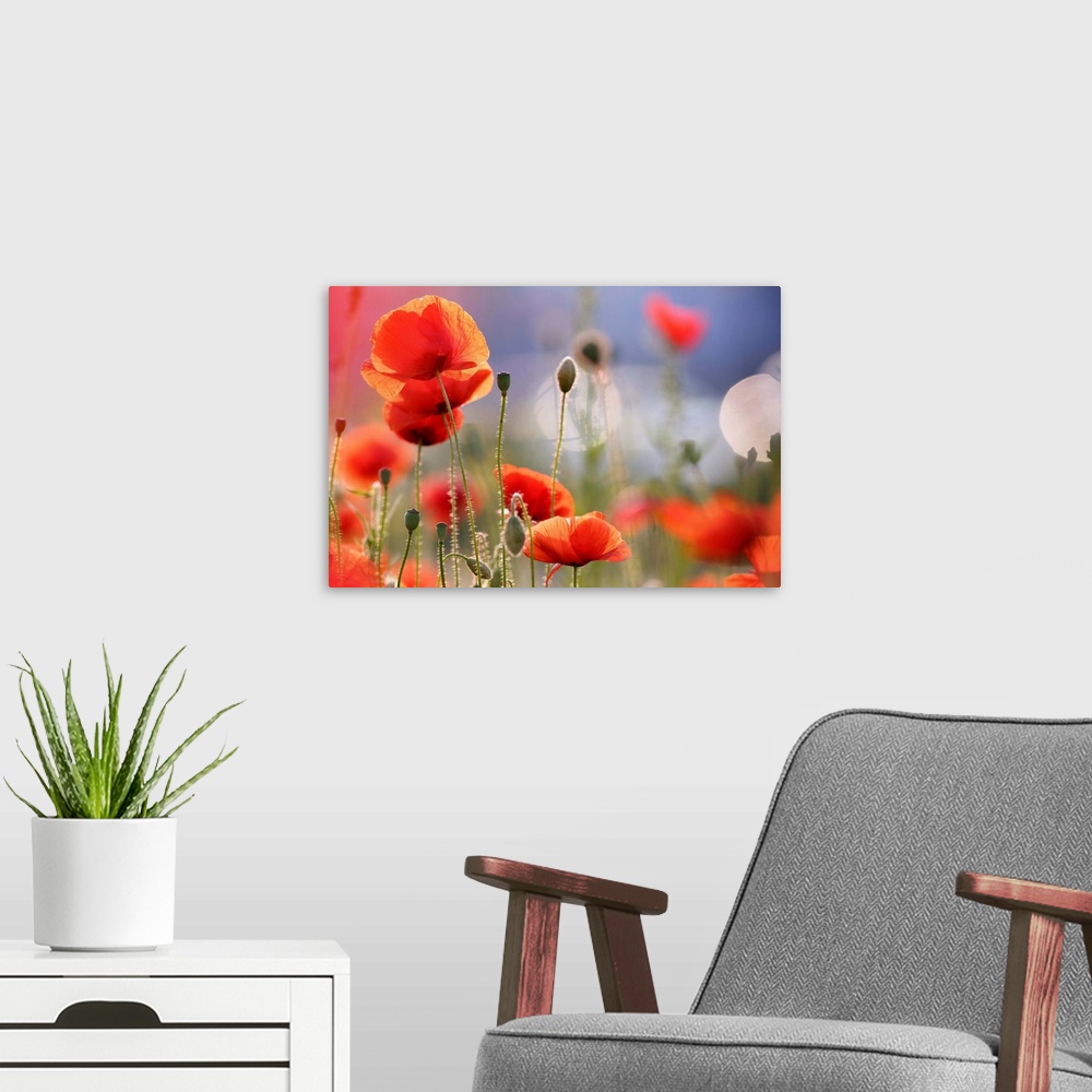 A modern room featuring A light, airy photograph of red poppies in a field.